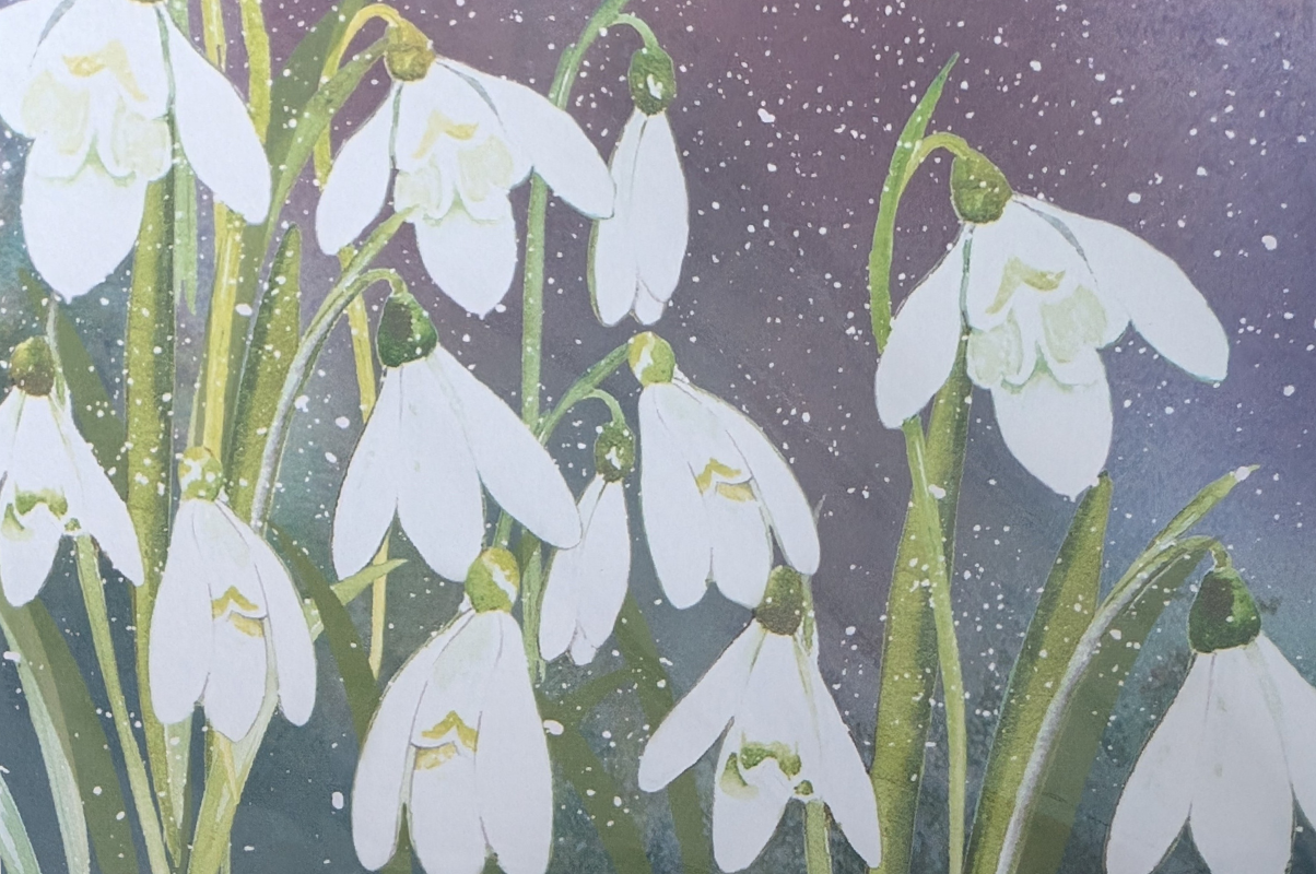 Christmas cards are now available in all our shops