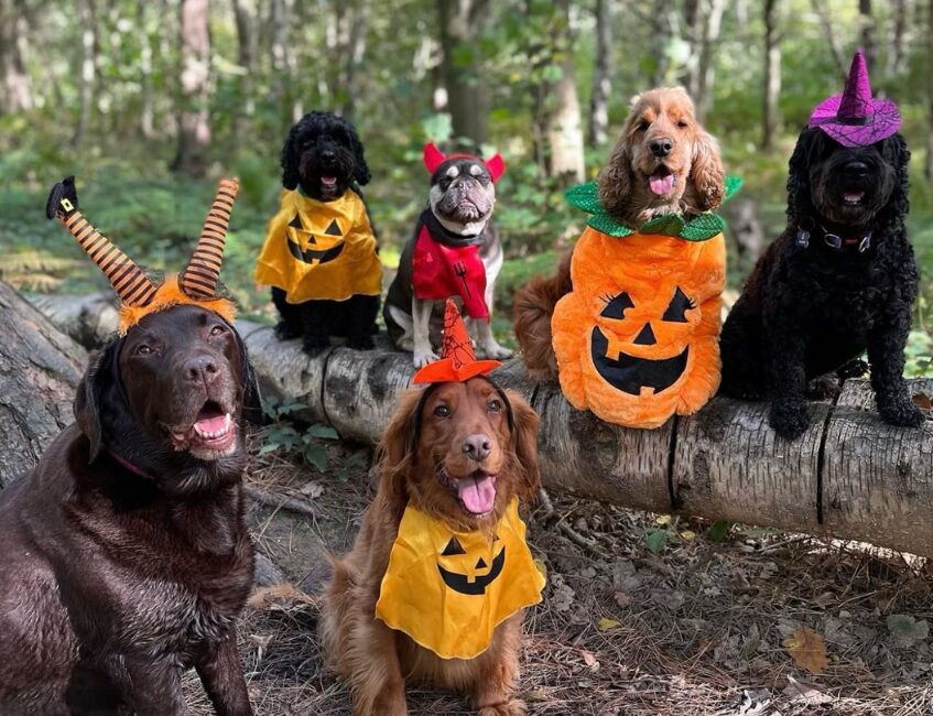 Join our new Howl-o-ween challenge this October!